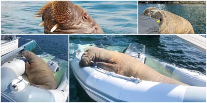 Freya: Norveç'te tekneleri batırıp kalpleri çalan mors