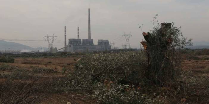 Danıştay zeytinlikleri yok edecek yönetmeliğe bir kez daha 'dur' dedi