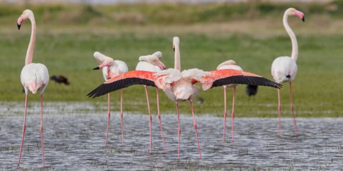 Tuz Gölü'nde her yıl yüzlerce flamingo ölüyor: Su kanalları neden açılmıyor?