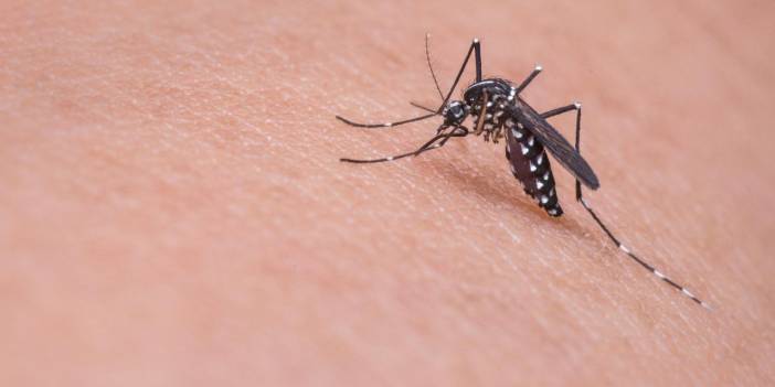 İstanbul'da sivrisinek alarmı! Hastaneye başvuru sayısı artıyor