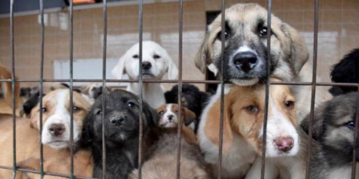 Köpek katliamı için site kuruldu iddiası: 'Havrita kapatılsın'