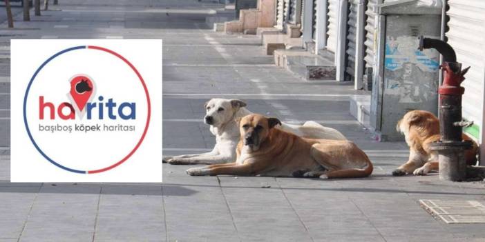 Köpek katliamında kullanıldığı iddia edilen 'Havrita'ya erişim engeli geldi