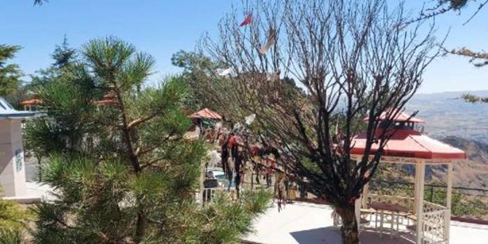 Cemevinin dilek ağacını yakan 2 kişi gözaltında: 'İslam’a şirk olduğunu düşündüm'