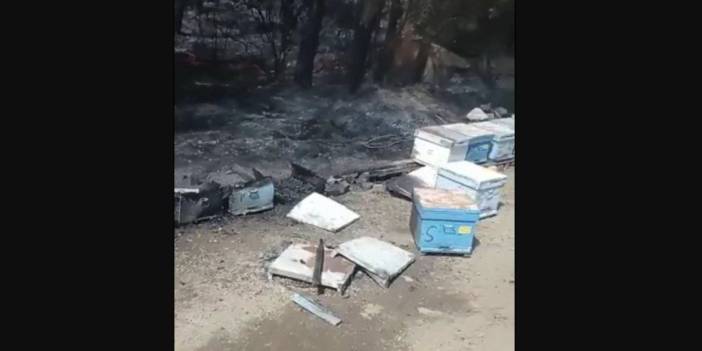 Bakan Yardımcısı Çataklı: Marmaris yangını, 85 yaşındaki arıcının yaktığı ateşle çıktı