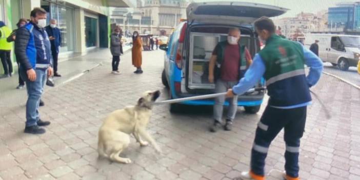 Veteriner Hekimler Derneği: Kuduzu önlemenin tek yolu var