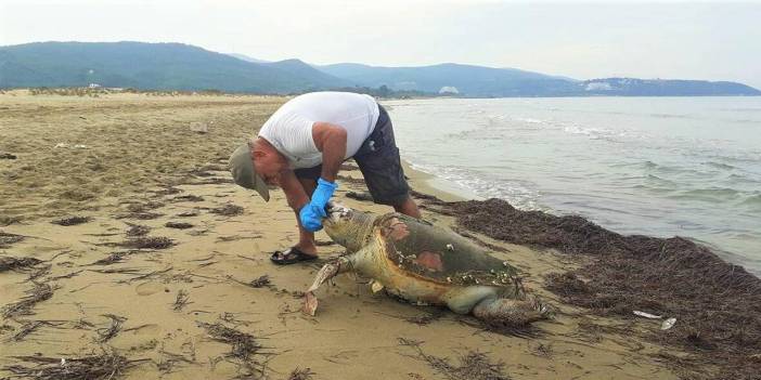 Ölü caretta caretta kıyıya vurdu: 'Balıkçı ağında boğulmuş olabilir'