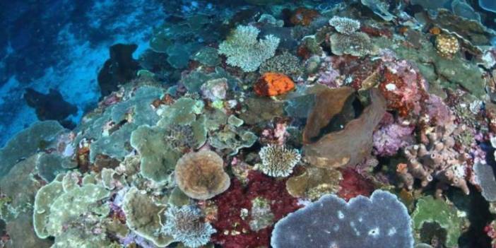 Tarihe geçen keşif! Okyanusun derinliklerinde yaşlandıkça cinsiyet değiştiren bir balık türü bulundu