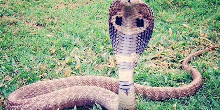Bir gazetecilik dersi örneği gerçek oldu! Çocuğun ısırdığı kobra öldü