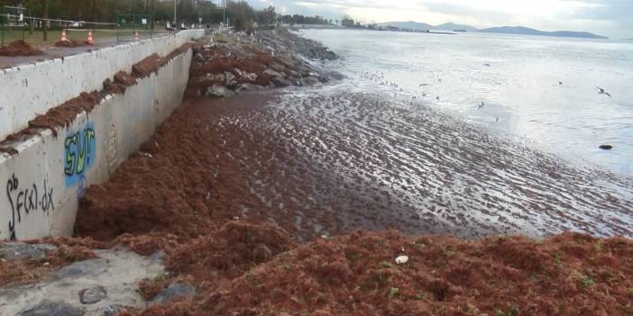 Burası Caddebostan Sahili: Kırmızı yosun istilası