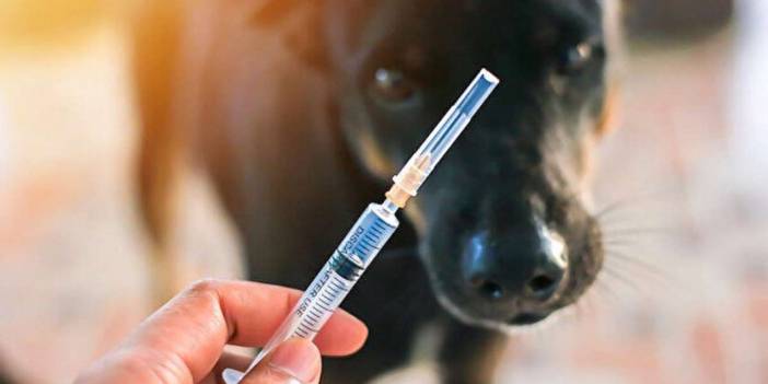 Mustafa hatırlattı; 1 milyon 500 bin adet kuduz aşısı ihalesi