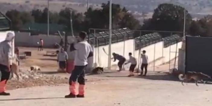 Hayvan barınağındaki dehşete 2 gözaltı