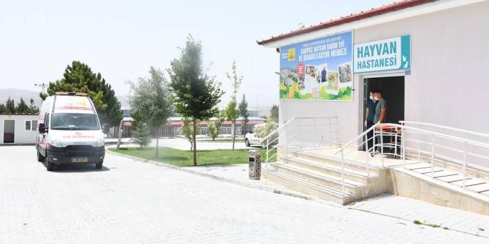 Konya'da hayvan katliamı: İki gözaltı, iki açığa alınma