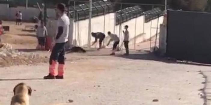 Konya'da hayvanlara eziyet eden iki kişi tutuklandı