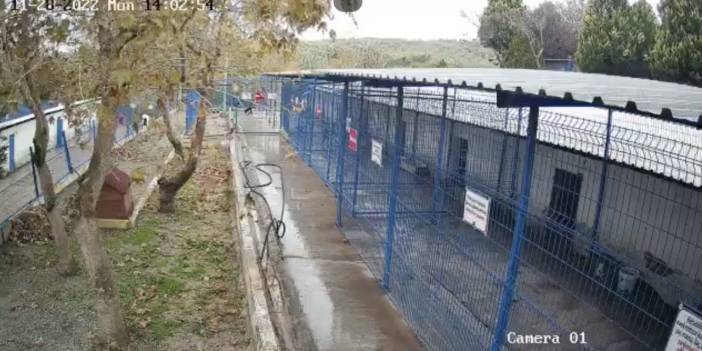 Kuşadası Belediyesi, hayvan barınağını 7/24 canlı izlemeye açtı