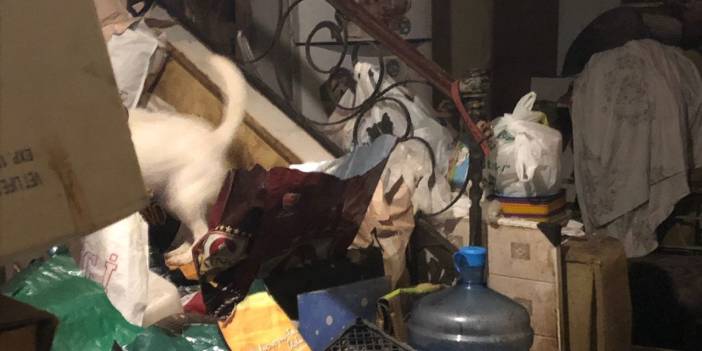 Marmaris'teki bir evden çok sayıda çürümüş kedi ve köpek ölüsü çıktı