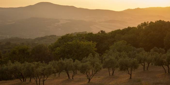 AKP'den yeni kanun teklifi: Zeytinliklerde madenciliğe izin
