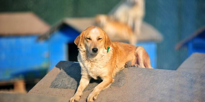 'Çip' süresi dolunca hayvan terkleri arttı!