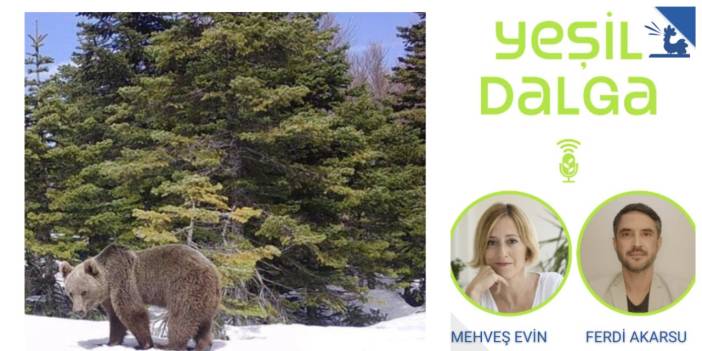 Uludağ’a göz diktiler: Sadece ayı değil Bursa da gidecek!