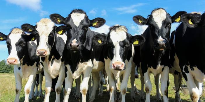 Şap hastalığı yeniden görüldü: Eskişehir ve Bartın'daki pazarlara kapatma