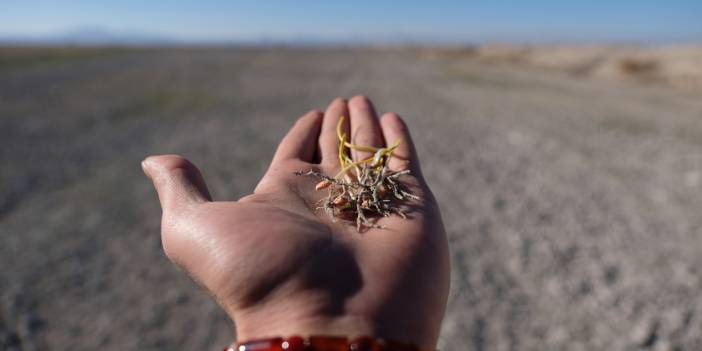 'Türkiye'nin tahıl ambarı' denen Konya'da kuraklık tehlikesi: Ürünler zarar görmeye başladı