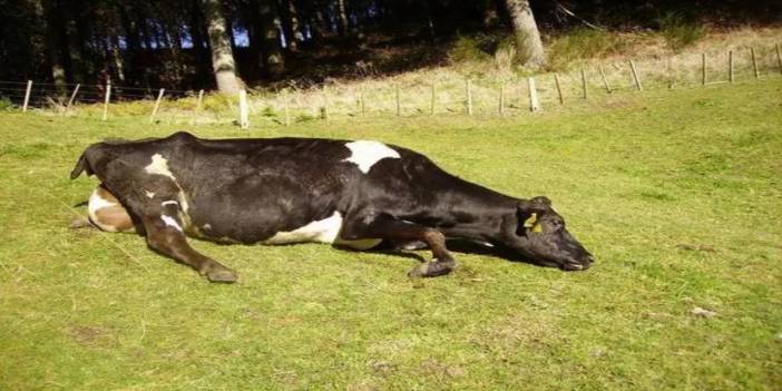 Deli dana hastalığı 12 yıl sonra yeniden ortaya çıktı