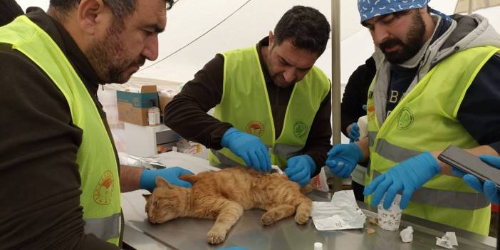 Deprem bölgesinde 300'den fazla hayvan tedavi edildi