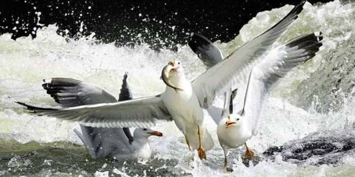 Kuraklık inci kefalinin göç yolundaki dereyi de vurdu