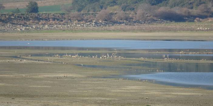 Kuraklık başlayınca kuşlar göleti terk etti