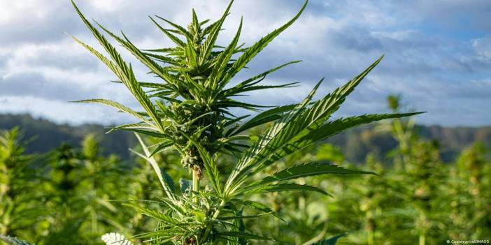 Almanya'da esrara yeşil ışık