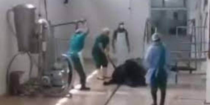 Adana'da, Et ve Süt Kurumu'nda yapılan hayvana işkence görüntülerine ilişkin açıklama