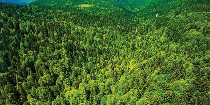 Geçtiğimiz yıl dünyada her 1 dakikada 11 futbol sahası büyüklüğünde orman yok oldu