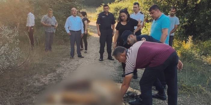 Bolu'da ormanda zehirlenerek ölmüş köpekler bulundu