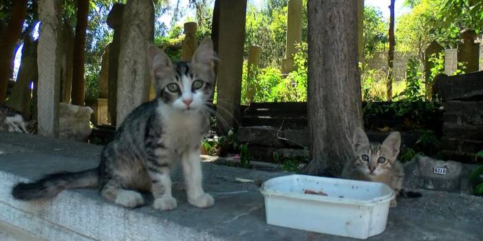 Afyonkarahisar Valiliği'nden hayvanları beslemeye yasak