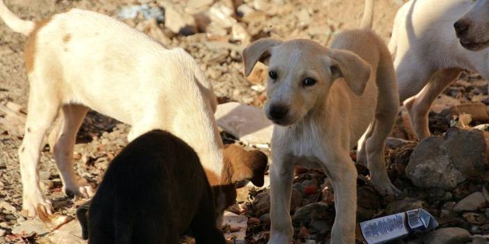 Tasarı netleşiyor: 30 günde sahiplenilmeyen köpek uyutularak öldürülecek