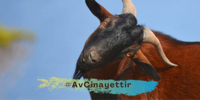 Av cinayettir: Liste açıklandı, bu hayvanlara zarar verene 1,2 milyon liraya varan ceza verilecek