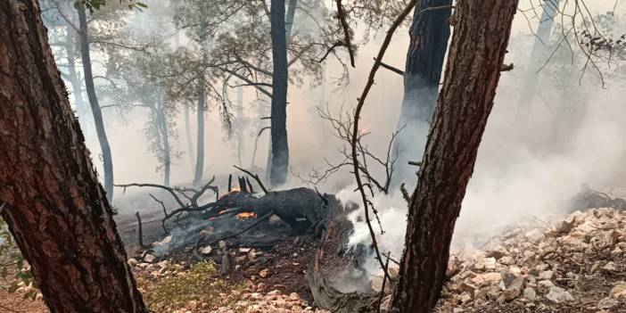Memleketten yangın manzaraları... Orman yangınları her yeri sardı: Bolu, Bursa, Diyarbakır, İstanbul...