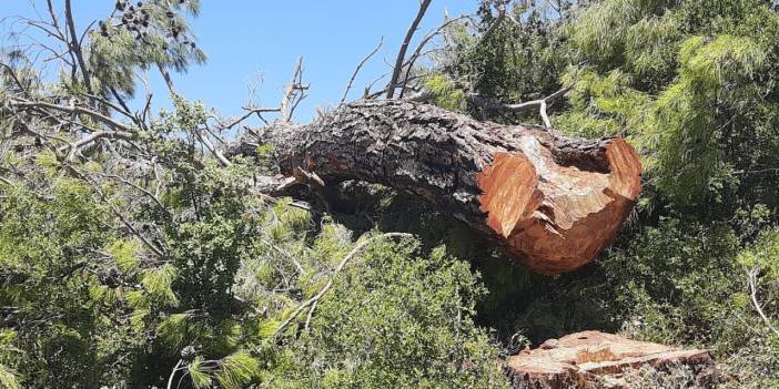 ÇEHAV: Süre yedi ay önce bitti, Akbelen'deki ağaçlar izinsiz kesildi