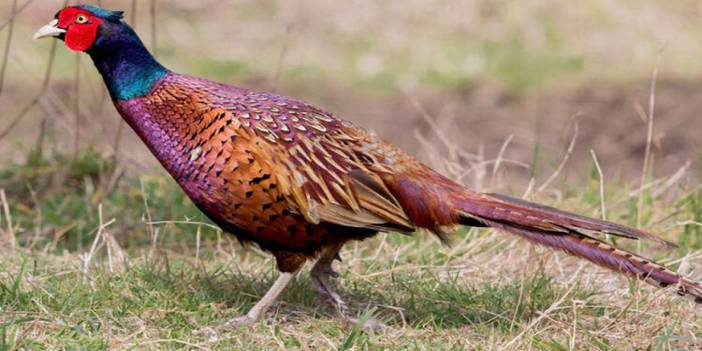 21 yılda 792 kızılgeyik, 87 alageyik, 457 yaban koyunu, 574 ceylan, 11 karaca, 92 yaban keçisi yetiştirilerek doğaya bırakıldı