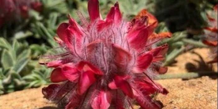 Burdur Valiliği’nin Salda Raporu: "Endemik bitkinin zarar görme ihtimali yüksek"