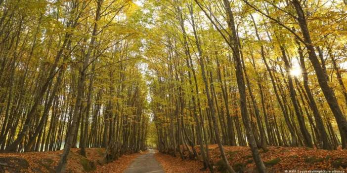 Türkiye'de Rize'den büyük bir alan ormansızlaştı