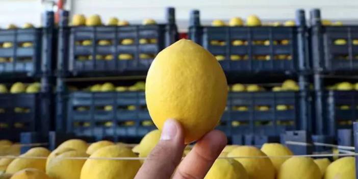 Limon rekora koşuyor, kilosu 100 liraya yaklaştı