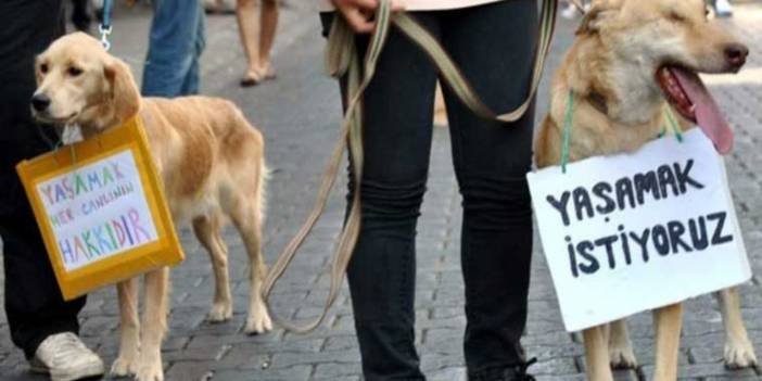 İstanbul'da sokak hayvanlarının toplatılmasına ilişkin davada karar