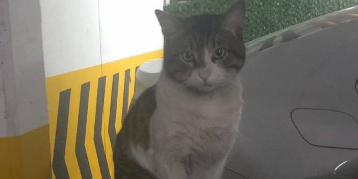 Kedi Eros'un adı Kırklareli Sokak Hayvanları Rehabilitasyon Merkezi'ne verildi