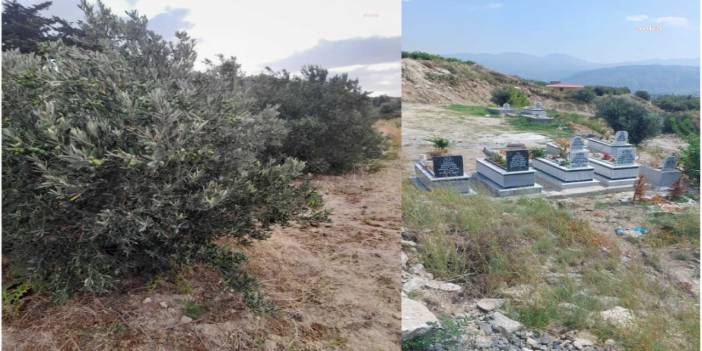 Hatay'da mezarlık için zeytin ağaçlarını kimin söktüğü faili meçhul kaldı