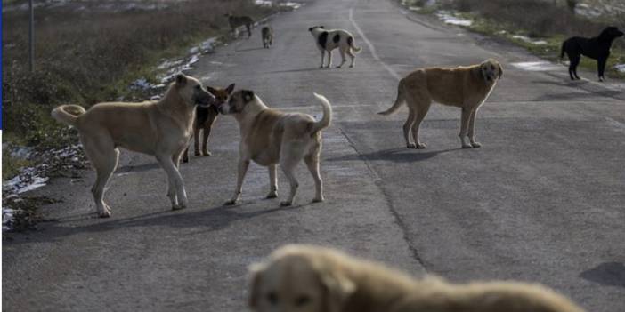 AKP'den sokak köpekleri için yeni açıklama: Saldırgan ve kuduz olanlar...