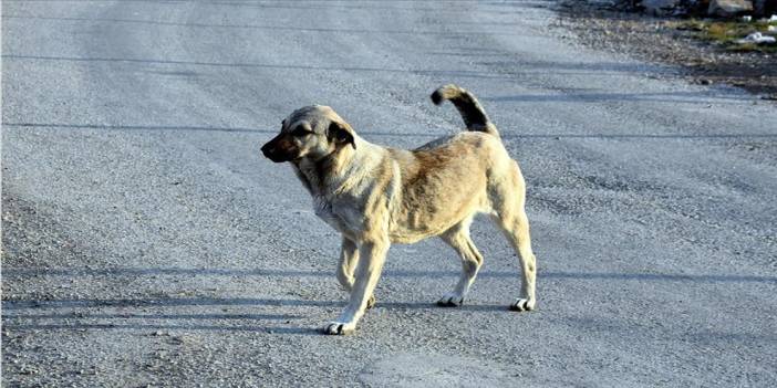 Gaziantep Valiliği'nden 'kuduz köpek nakli' açıklaması: "Rutin işlemler"