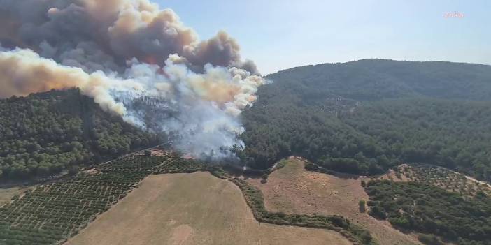 İzmir'de orman yangını