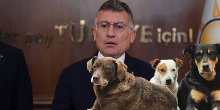 AKP Meclis'e sundu: 'Rehabilite imkanı olmayan' köpekler öldürülecek!