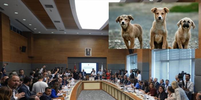 Sokak hayvanları görüşmeleri sabaha kadar sürdü: Kim ne dedi?