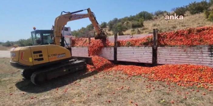 Ürünü elinde kalan çiftçi, 30 ton domatesi kepçeyle yere döktü